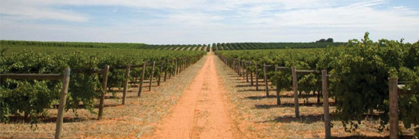 Sunnycliff Vineyard